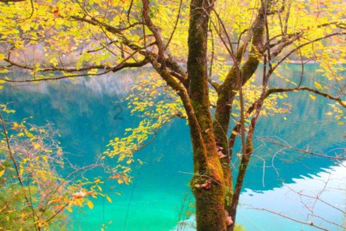 牛油果面包